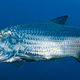 Image for article titled Fish At Pretty Good Place In Its Life Right Now